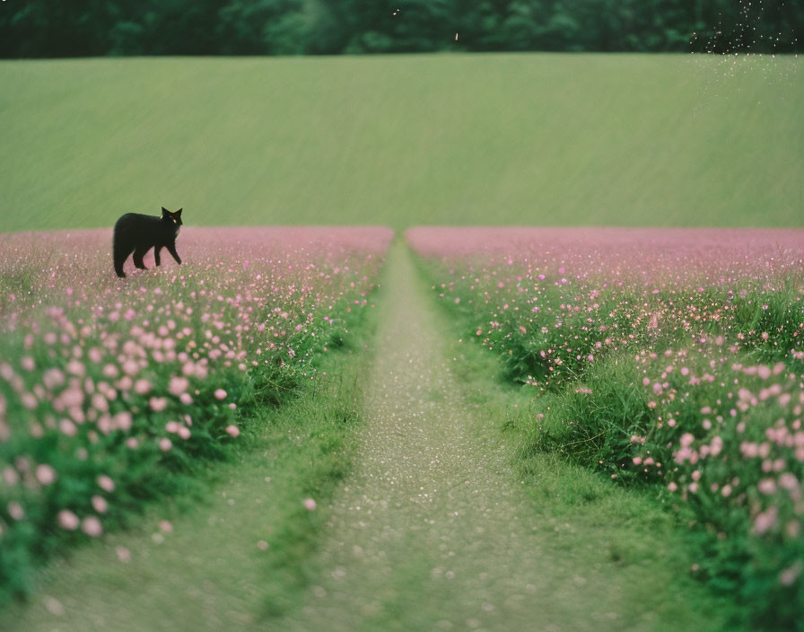 Narrow path through pink flowers with black cat in hazy sky