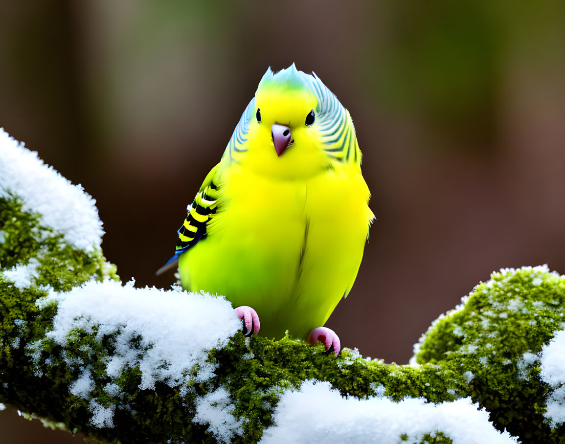 Colorful Budgerigar on Snow-Dusted Mossy Branch