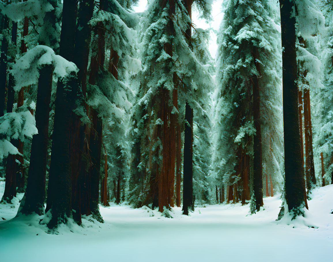 Snow-covered pine forest in serene winter setting