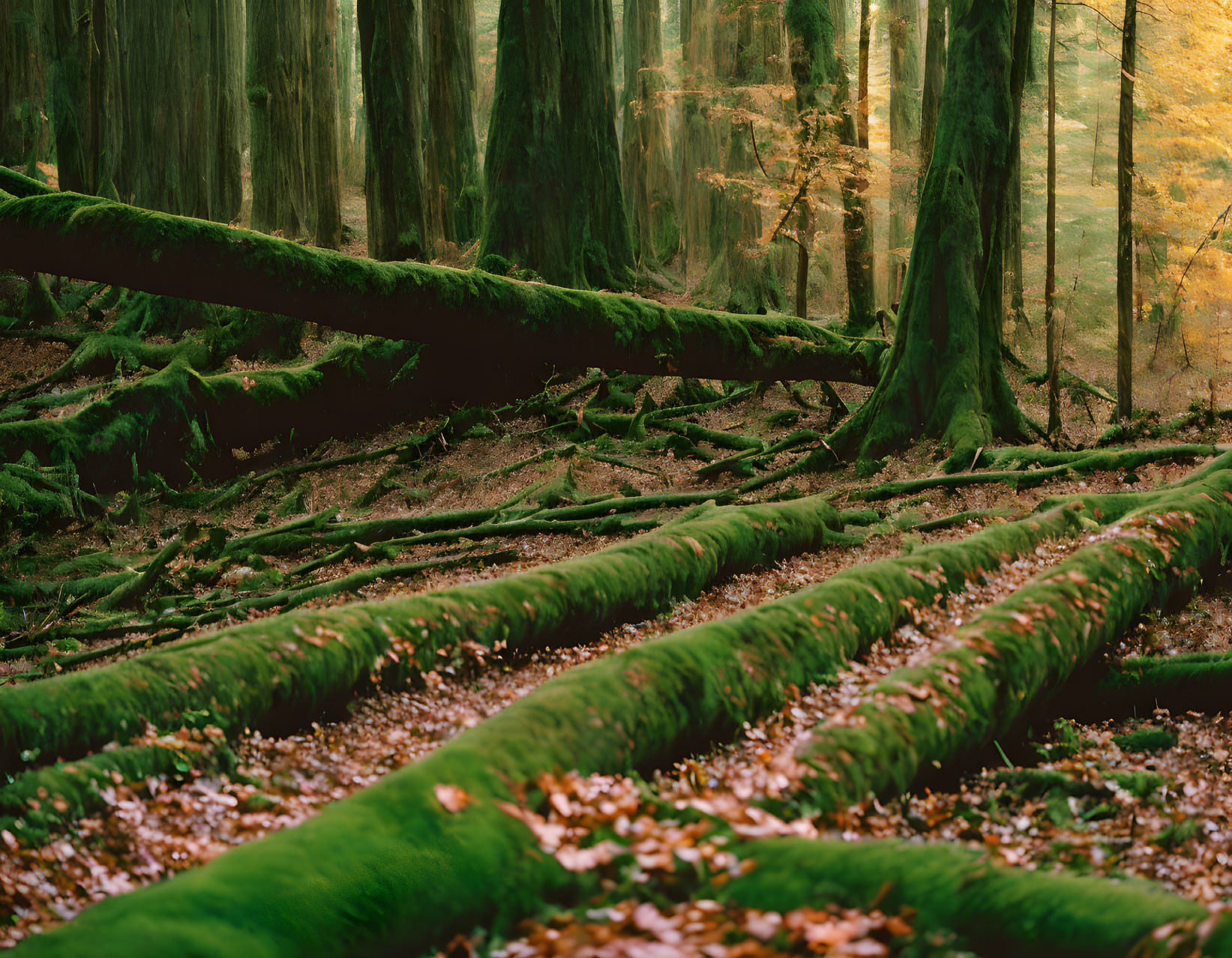 Misty forest scene with moss-covered tree trunks and autumn leaves