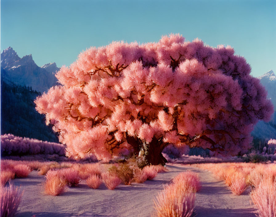 Pink tree in pink grass field with distant mountains and clear sky