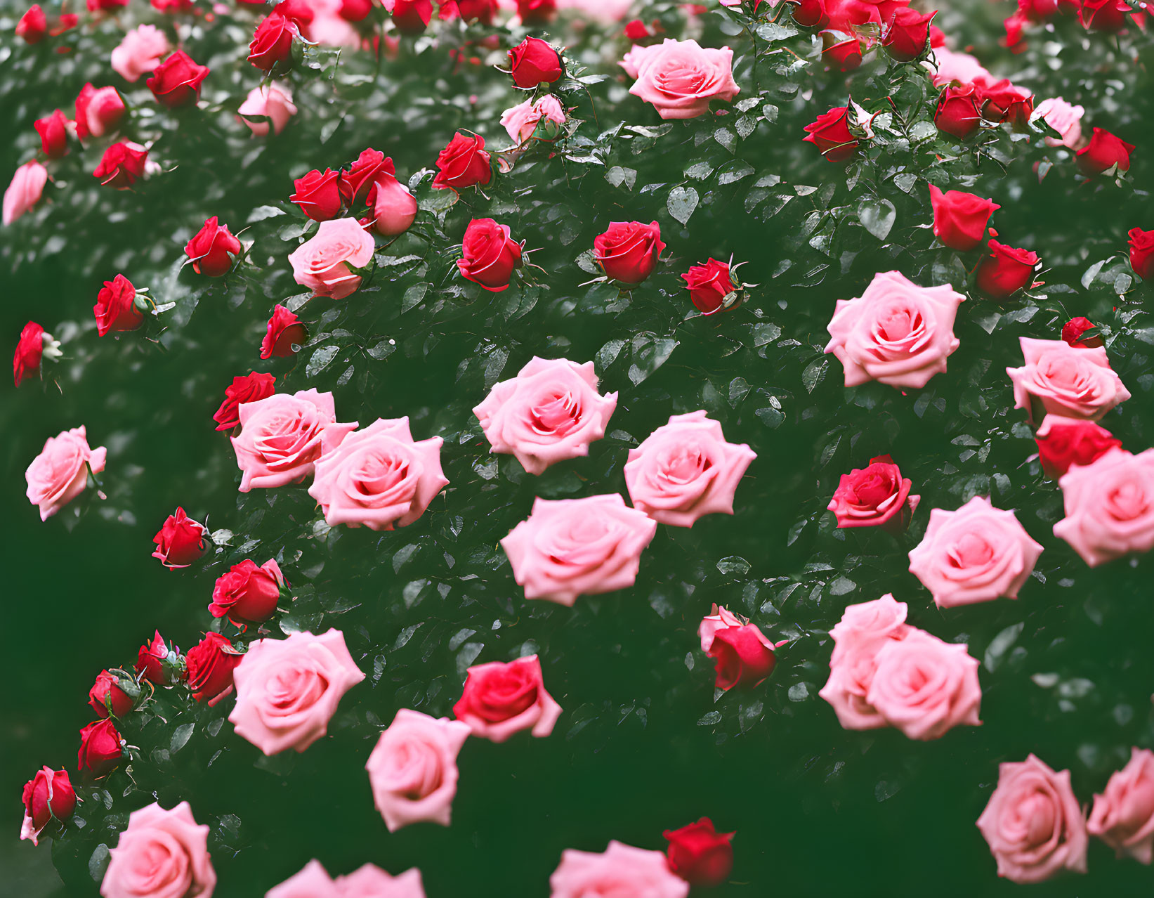 Pink Roses in Various Bloom Stages with Green Foliage