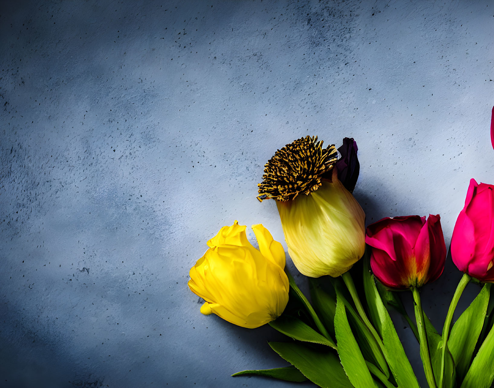 Colorful tulip bouquet with distinctive black center on grey backdrop.