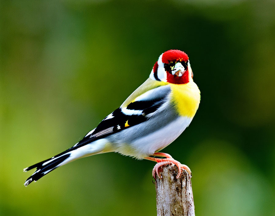 Colorful goldfinch displaying red face and vibrant yellow and black wings on stump