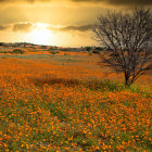 Colorful Sunset Landscape with Tree and Blooming Fields