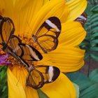 Detailed Butterfly Artwork on Bright Orange Flower with Multiple Butterflies