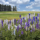 Colorful Flower Field Painting with Rolling Hills and Patterned Skies