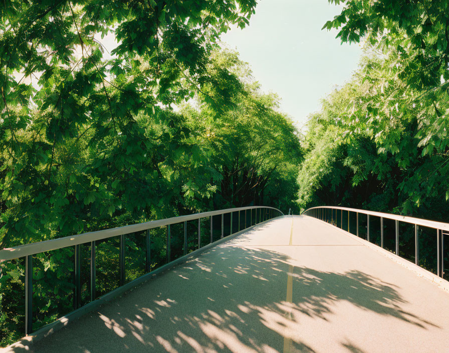 Tranquil Pathway with Green Trees and Blue Sky