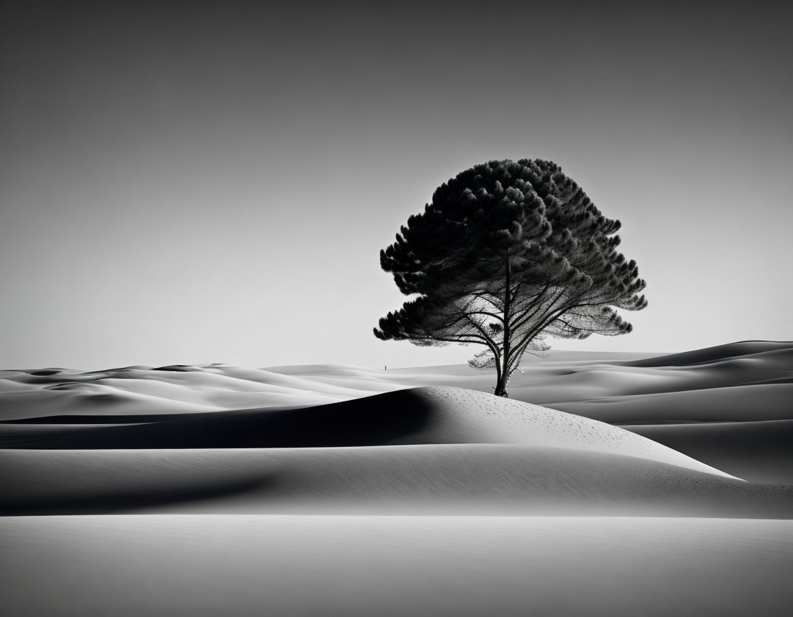 Solitary tree in serene desert landscape with smooth dunes