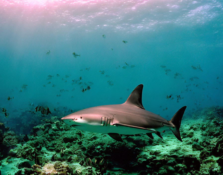 Shark swimming near sea floor with small fish and sunlight filtering.