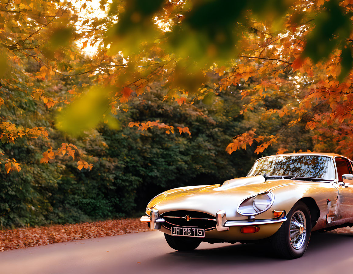 Vintage Car Parked Under Autumn Leaves in Sunlit Setting