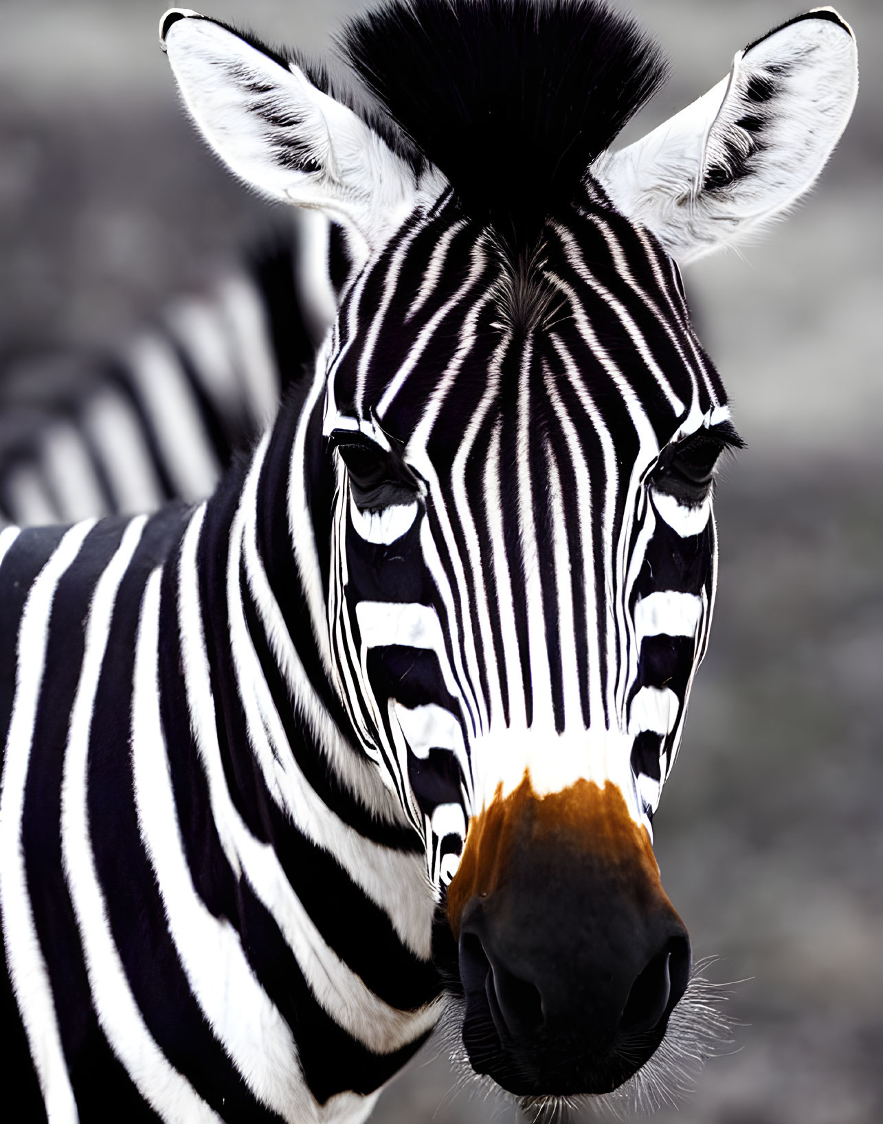 Detailed View of Zebra's Striped Face and Unique Nose