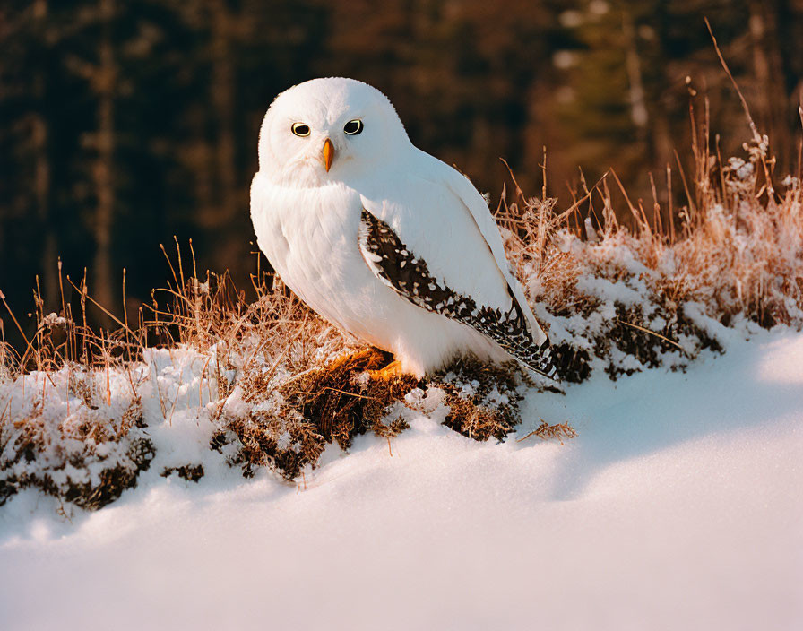 Snowy Owl Perched on Snow-Covered Ground in Sunlight