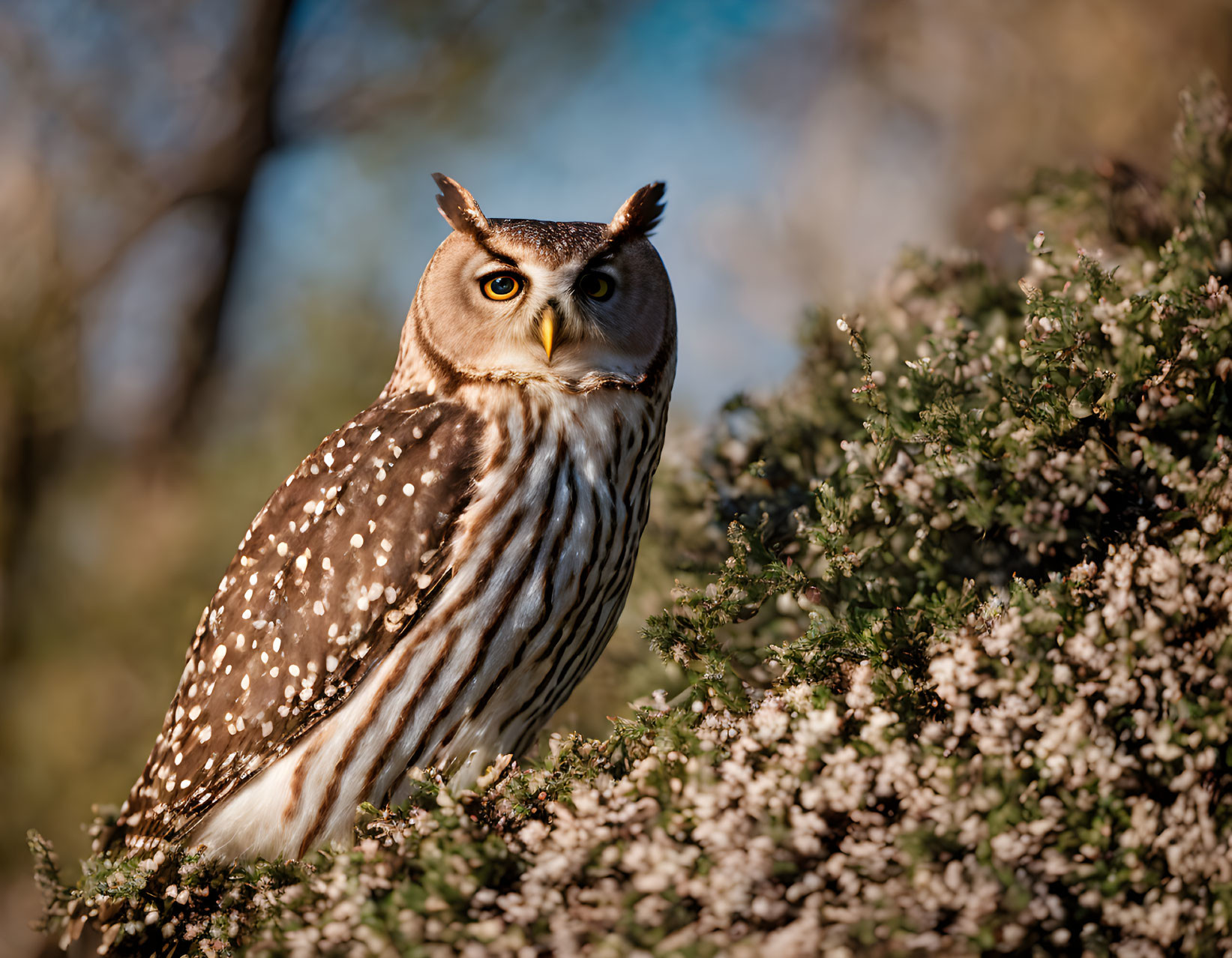 Great Horned Owl Perched on Flowering Shrub with Yellow Eyes