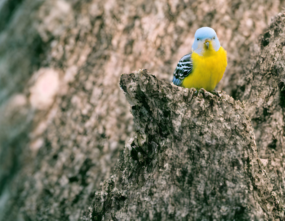 Colorful Budgerigar on Brown Tree Bark in Yellow and Blue