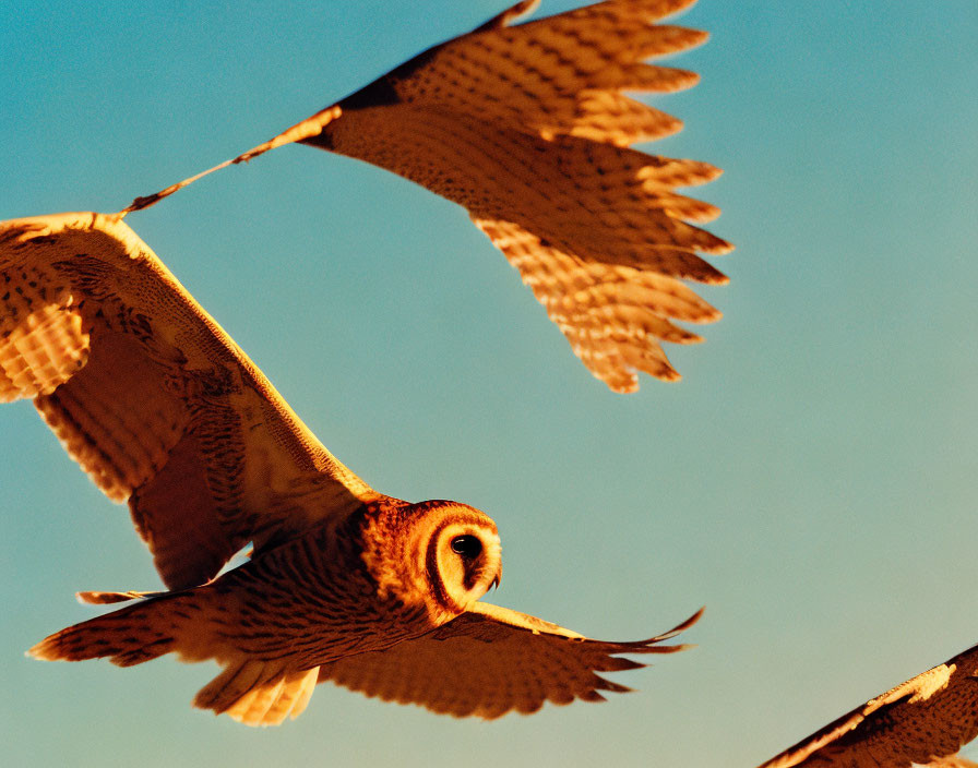 Owl in Flight Against Clear Blue Sky with Spread Wings