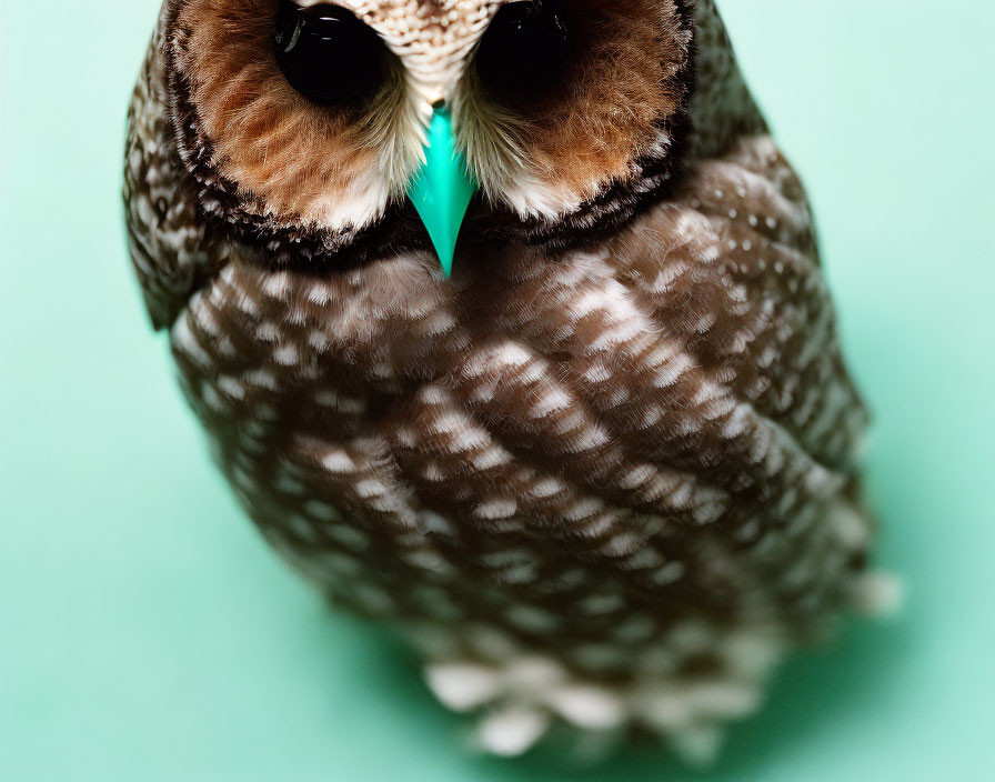 Brown-Spotted Owl with Large Eyes and Pointed Beak on Teal Background