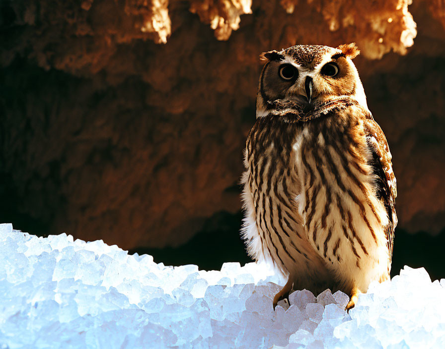 Owl perched on rocky surface with dark cavern background