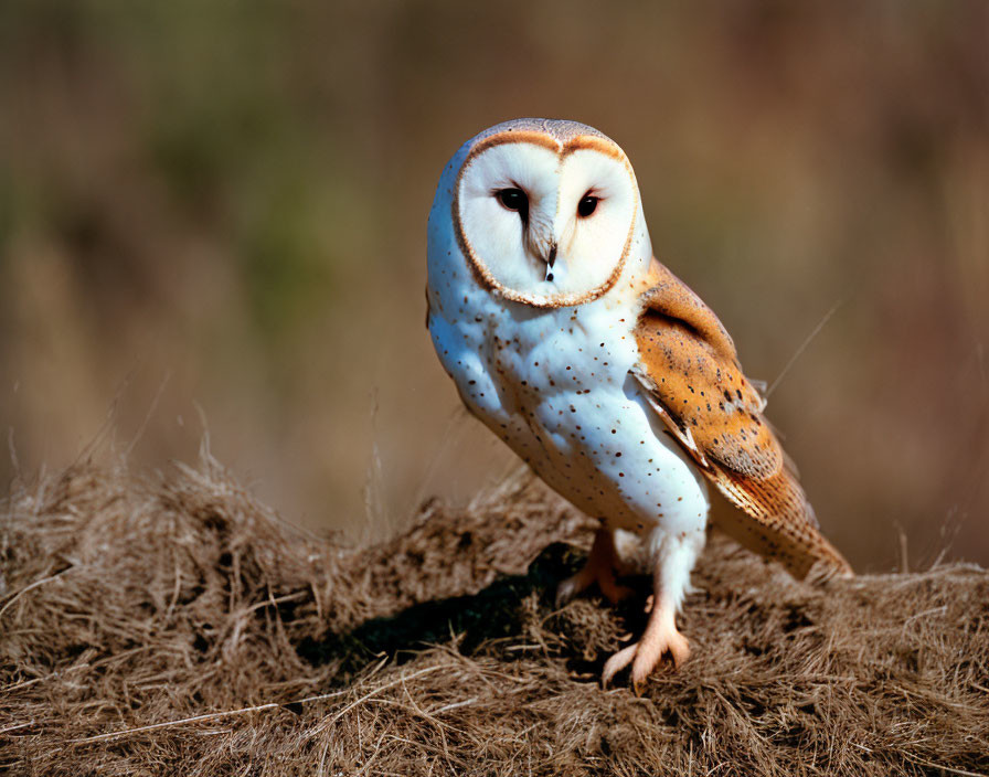 Barn owl in dry grass with heart-shaped face