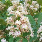 Cluster of White Tomatoes with Red Speckles on Vine amid Green Leaves