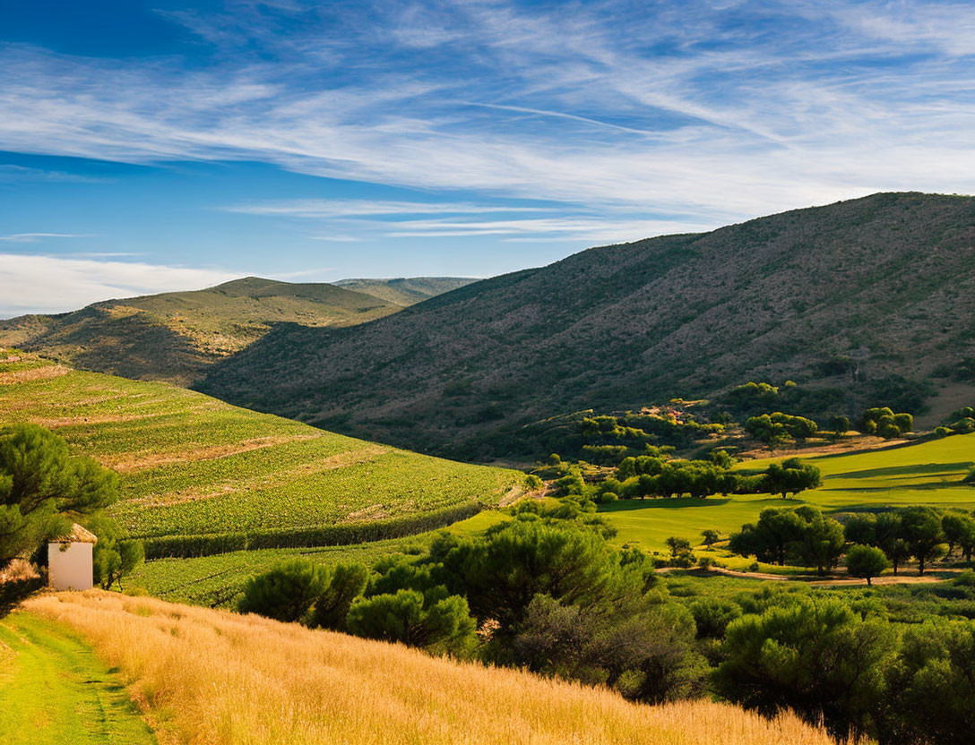 Scenic vineyard landscape with rolling hills and small building.