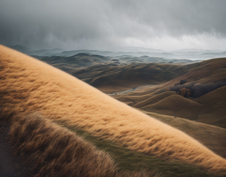 Golden grass on rolling hills under stormy sky: dramatic landscape