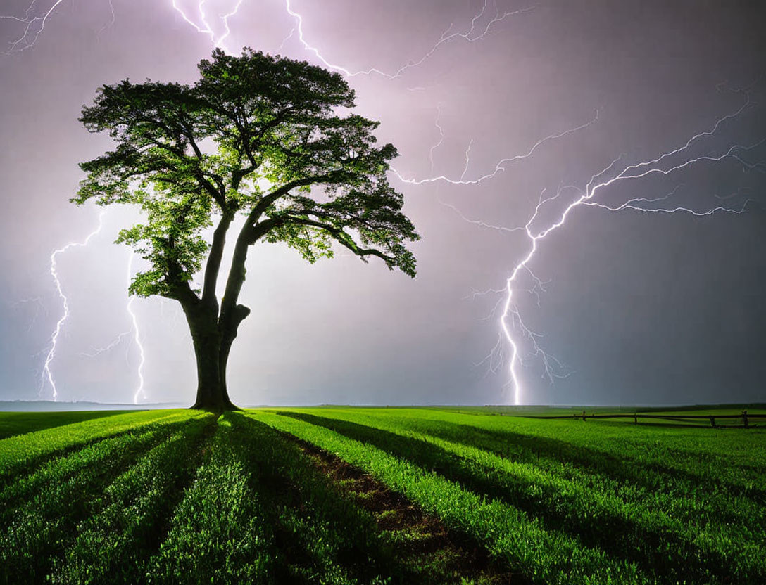 Solitary Tree in Green Field under Dramatic Night Sky with Lightning