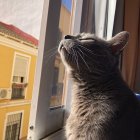 Regal Cat with Crown Posing in Front of Classic Portrait Painting