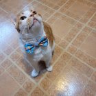 Orange and White Cat with Bow Tie Surrounded by Whimsical Floating Objects