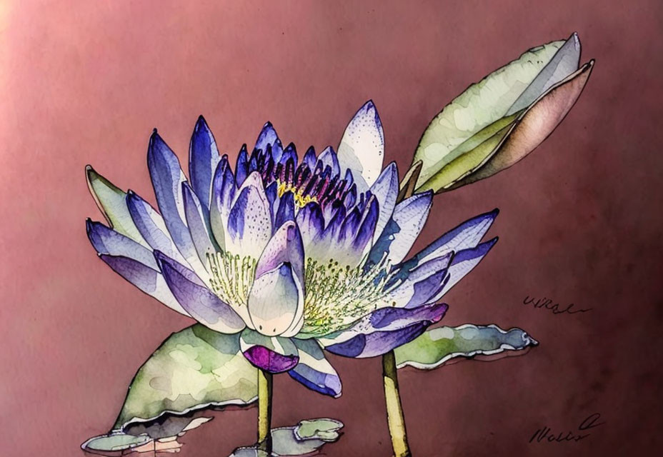 Purple and White Lotus Flower Watercolor Painting on Pink Background