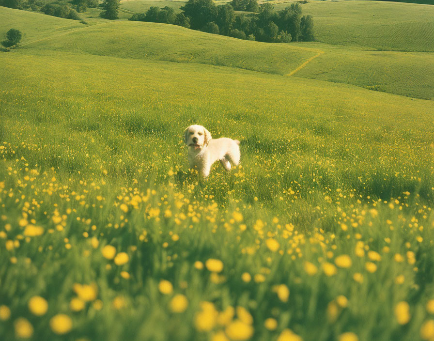 Fluffy White Dog in Field of Yellow Flowers and Green Hills