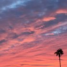 Vibrant desert sunset with lone cactus silhouette