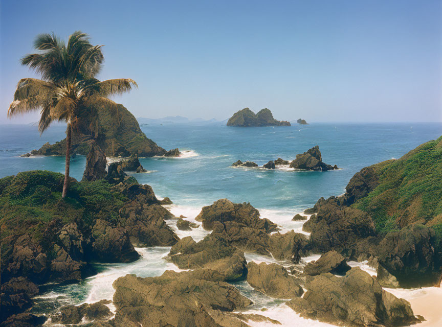 Tranquil tropical coastline with palm tree, rocks, greenery, and gentle waves