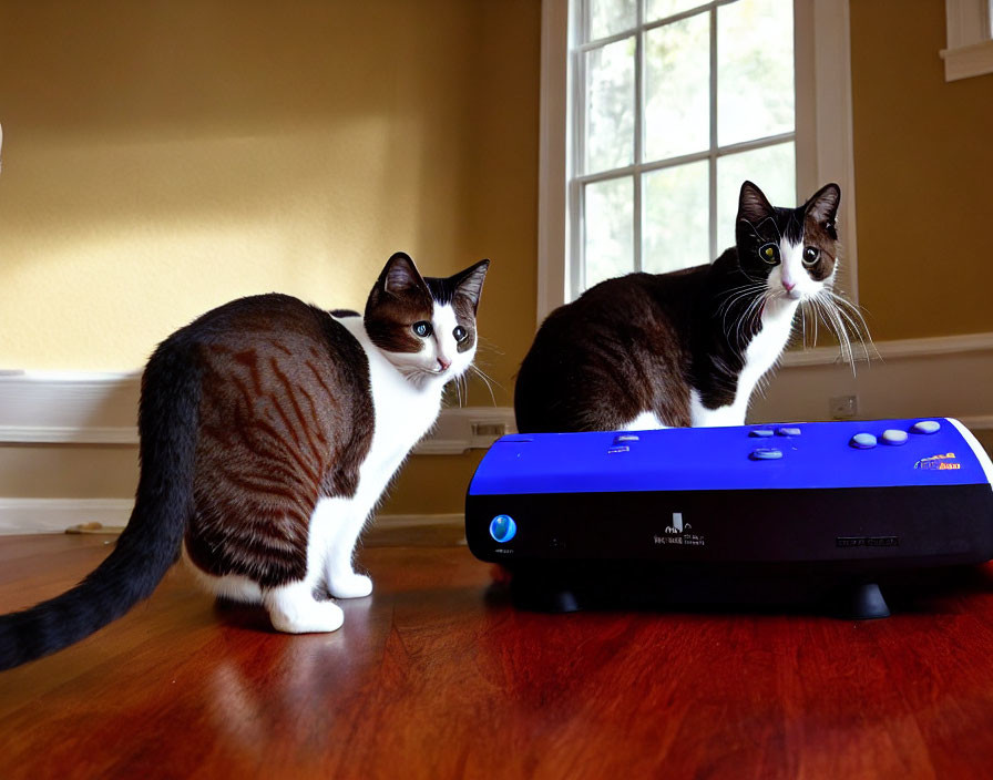 Curious cats and robotic vacuum cleaner on wooden floor in cream room