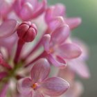 Pink flowers with gemstones and dewdrops in golden light