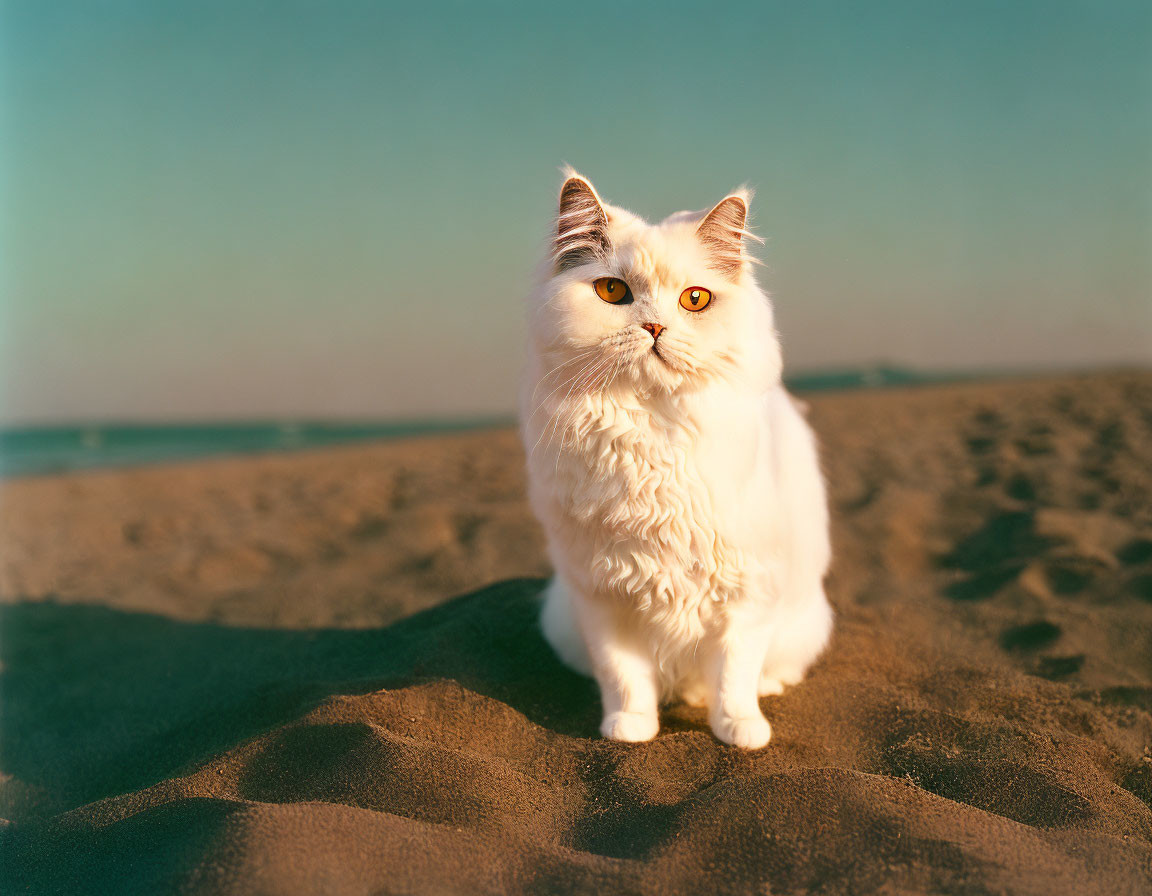 White Cat with Orange Eyes on Sandy Beach Under Blue Sky