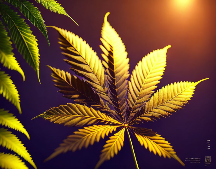 Vibrant cannabis leaf close-up with warm backlight on purple background