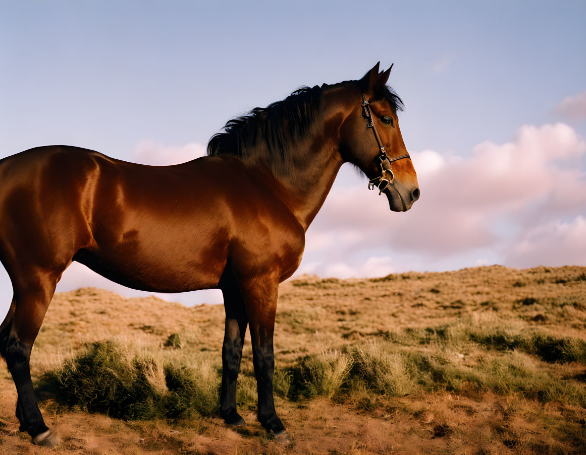 Brown Horse with Shiny Coat in Field Against Blue Sky