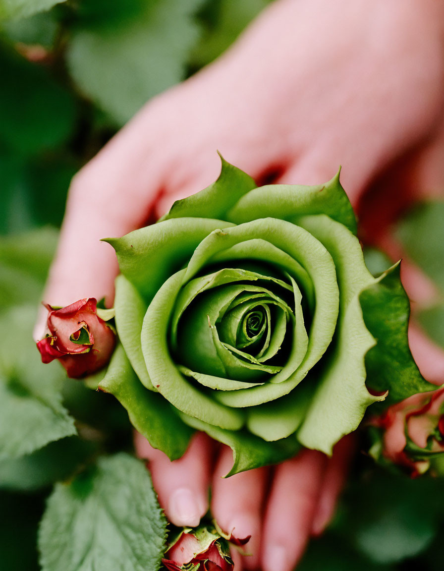 Hands cradle green rose with spiral center and leaves gently.