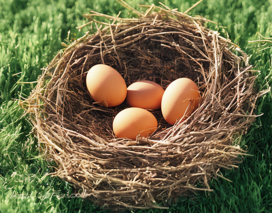 Brown Eggs in Straw Nest on Green Grass Background