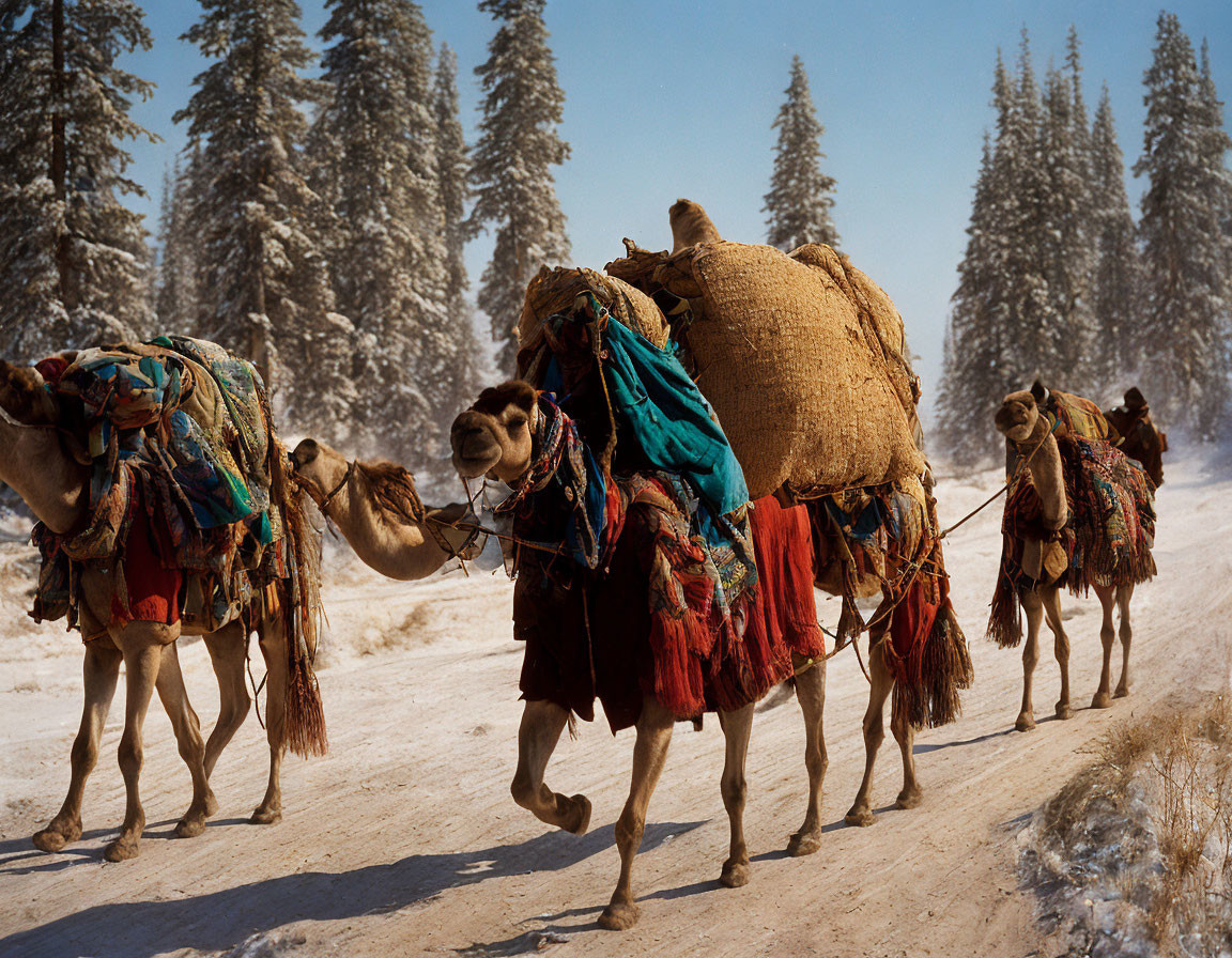 Colorful Textile-Adorned Camels on Snowy Path Amid Winter Trees