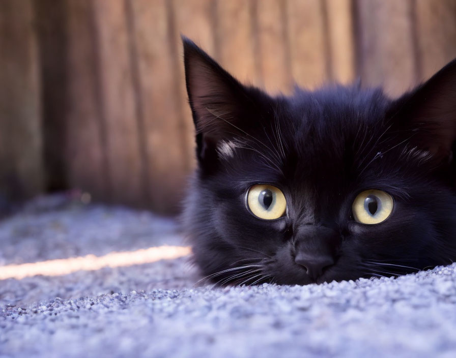 Black Cat with Bright Yellow Eyes on Grey Carpet Against Wooden Backdrop