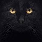 Black Cat with Striking Yellow Eyes on Dark Background