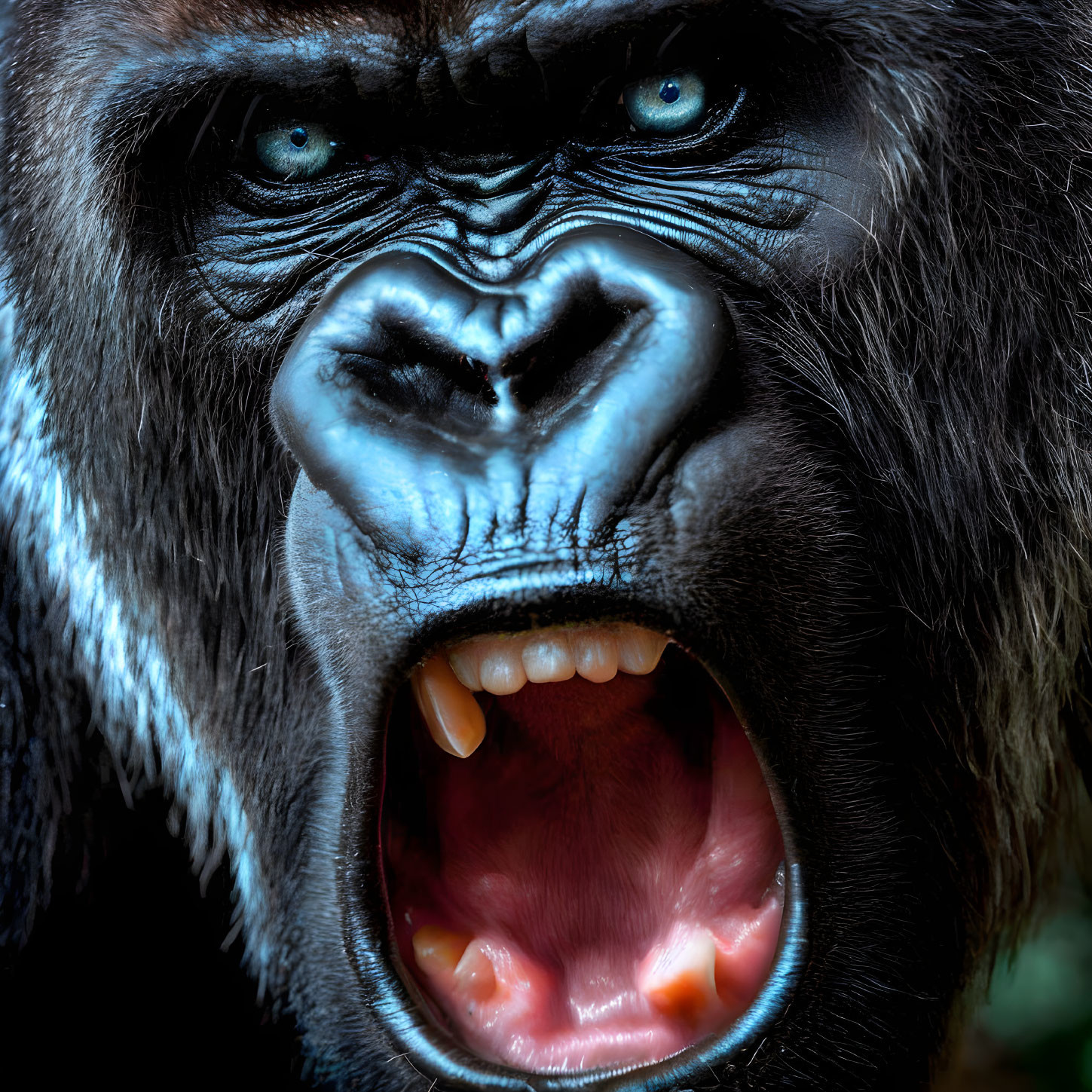 Intense gorilla with sharp teeth and blue eyes