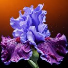 Vibrant Purple Iris Flowers on Orange Background with Water Droplets