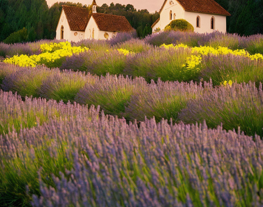 Tranquil Lavender Field with Yellow Flowers and White Chapel