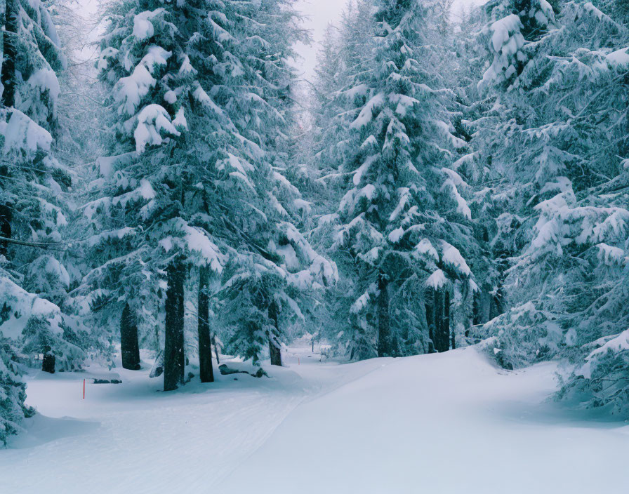 Tranquil Winter Forest Scene with Snow-Covered Evergreens