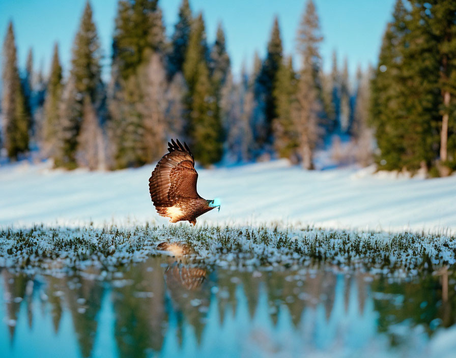 Bird of Prey Flying Low Over Snowy Landscape with Evergreen Trees and Reflection on Water