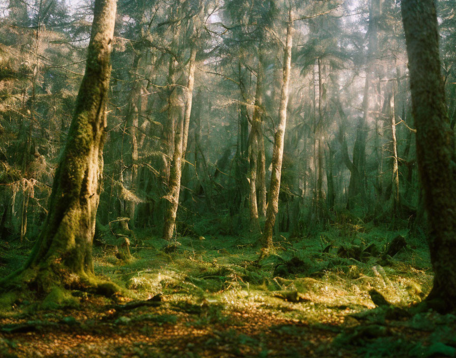 Dense, Moss-Covered Forest with Sunlight Filtering Through