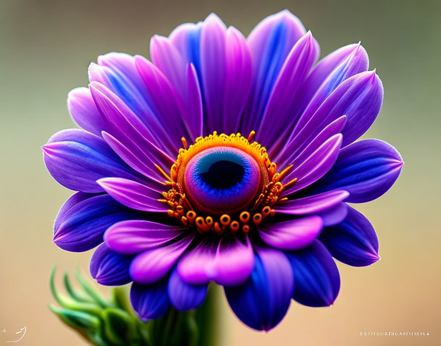 Vibrant Purple Flower with Blue and Yellow Center on Soft-focus Background